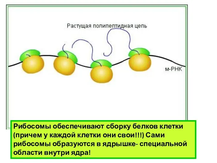 Рибосомы обеспечивают сборку белков клетки (причем у каждой клетки они свои!!!)