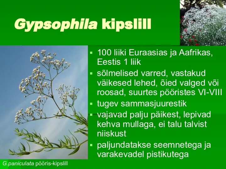 Gypsophila kipslill 100 liiki Euraasias ja Aafrikas, Eestis 1 liik sõlmelised
