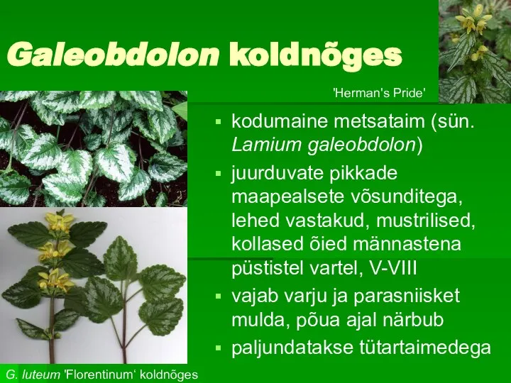 Galeobdolon koldnõges kodumaine metsataim (sün. Lamium galeobdolon) juurduvate pikkade maapealsete võsunditega,