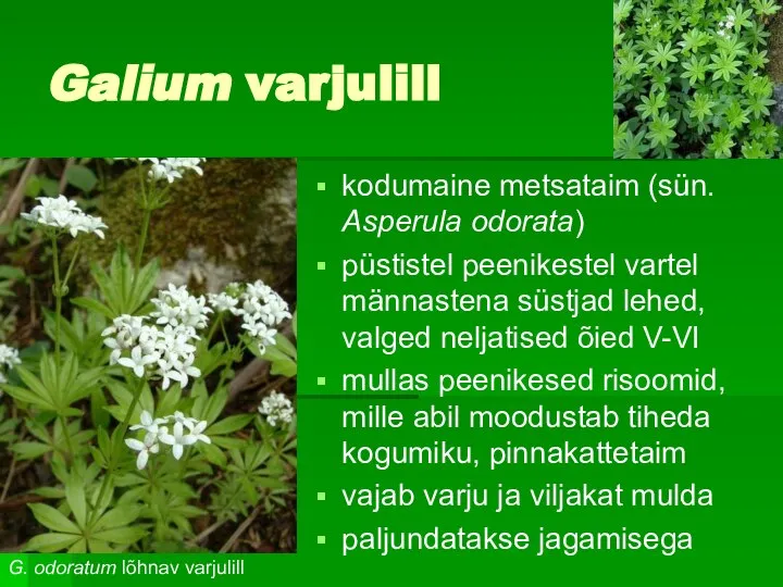 Galium varjulill kodumaine metsataim (sün. Asperula odorata) püstistel peenikestel vartel männastena