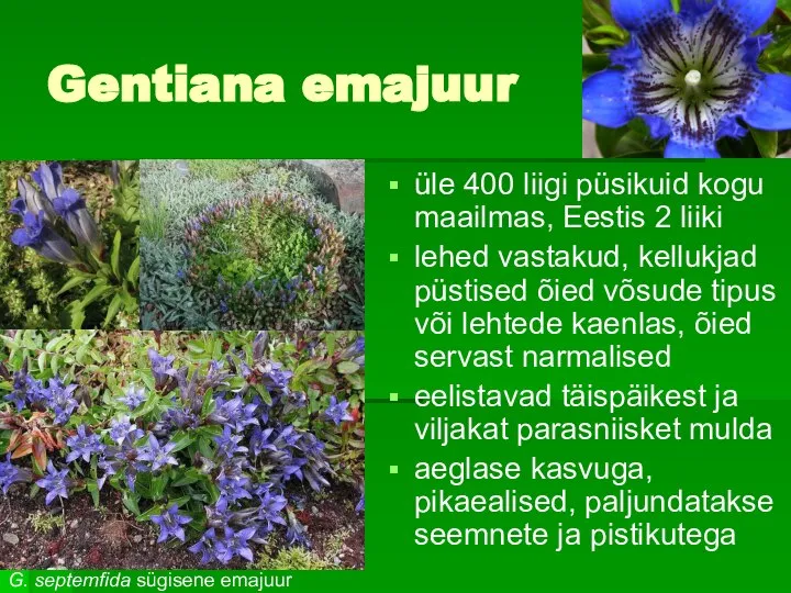 Gentiana emajuur üle 400 liigi püsikuid kogu maailmas, Eestis 2 liiki