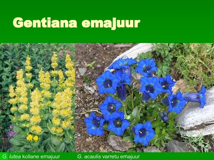 Gentiana emajuur G. lutea kollane emajuur G. acaulis varretu emajuur