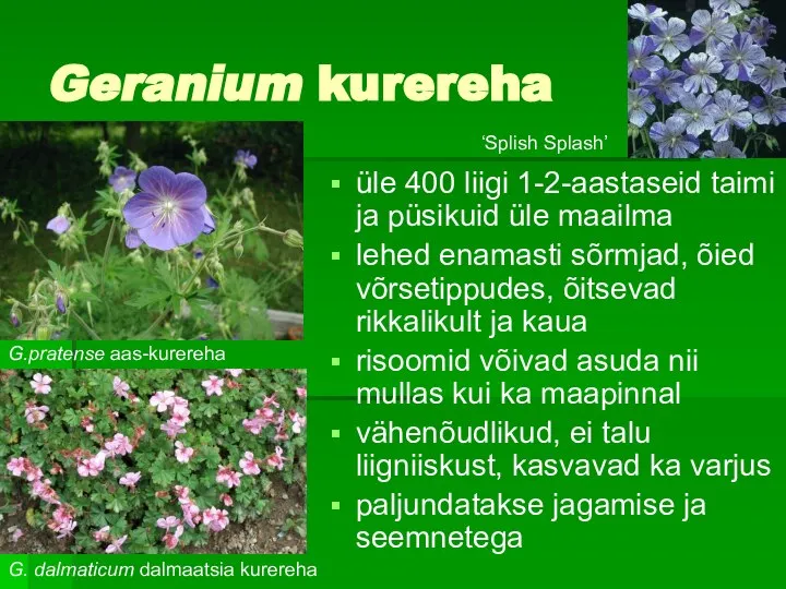 Geranium kurereha üle 400 liigi 1-2-aastaseid taimi ja püsikuid üle maailma