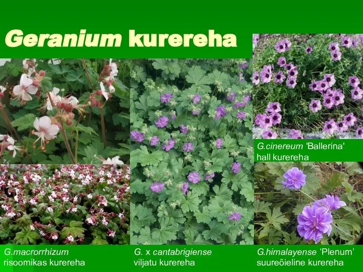 Geranium kurereha G.macrorrhizum risoomikas kurereha G. x cantabrigiense viljatu kurereha G.himalayense