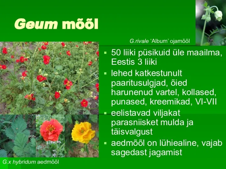 Geum mõõl 50 liiki püsikuid üle maailma, Eestis 3 liiki lehed