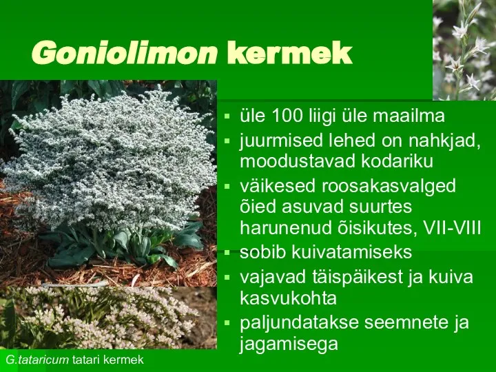 Goniolimon kermek üle 100 liigi üle maailma juurmised lehed on nahkjad,