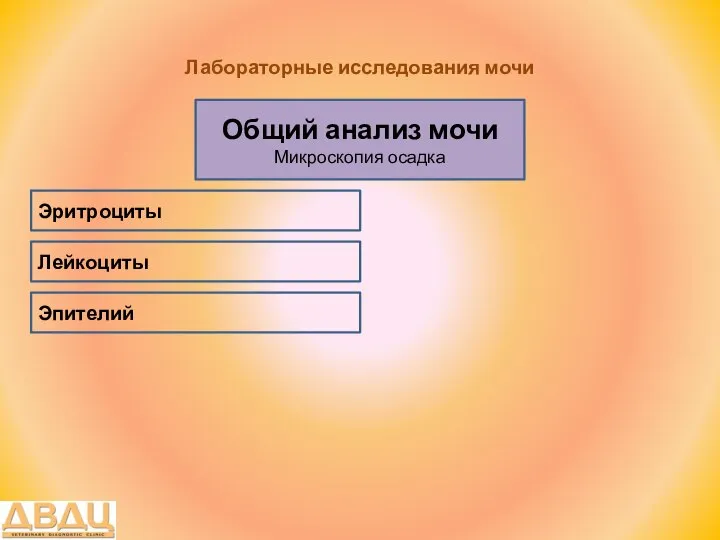 Лабораторные исследования мочи Общий анализ мочи Микроскопия осадка Лейкоциты Эритроциты Эпителий