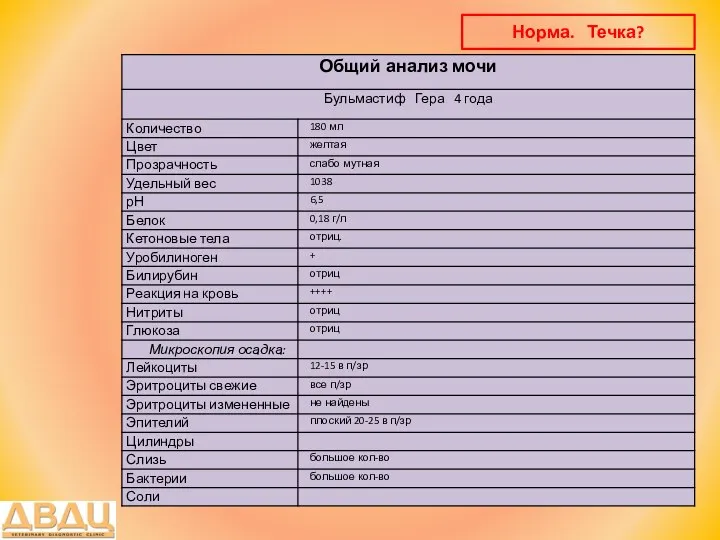 Норма. Течка?