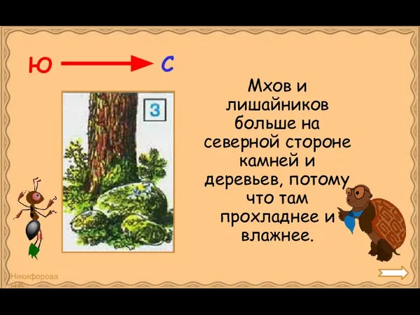 Мхов и лишайников больше на северной стороне камней и деревьев, потому