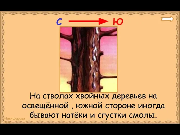 На стволах хвойных деревьев на освещённой , южной стороне иногда бывают