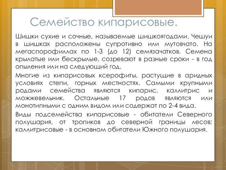 Семейство кипарисовые. Шишки сухие и сочные, называемые шишкоягодами. Чешуи в шишках