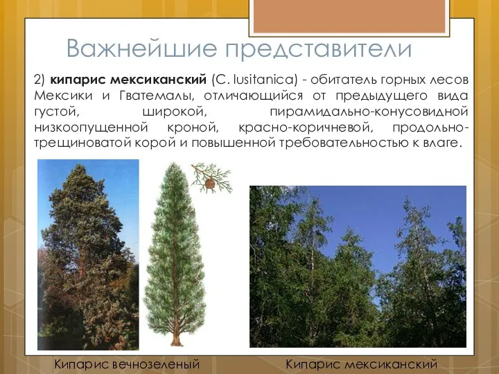 Важнейшие представители 2) кипарис мексиканский (С. lusitanica) - обитатель горных лесов