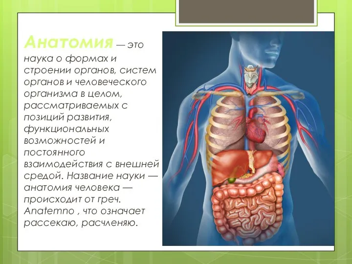 Анатомия — это наука о формах и строении органов, систем органов