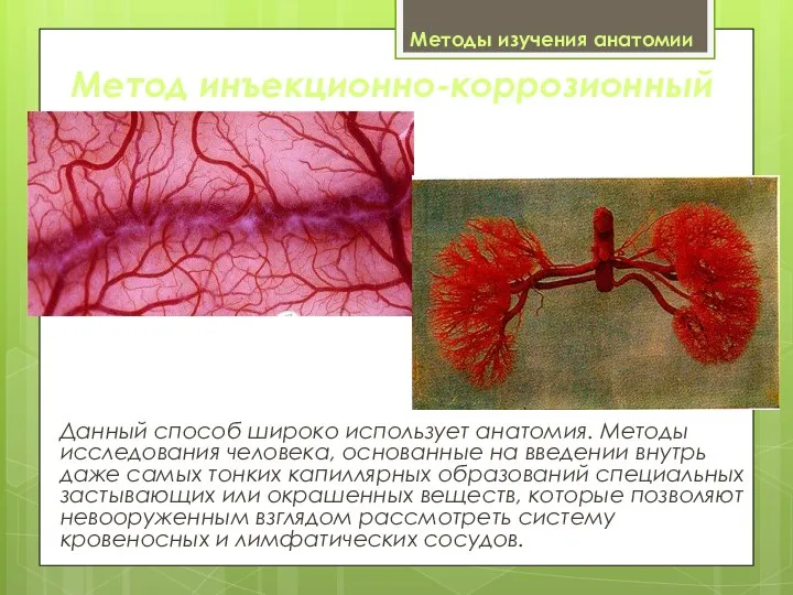 Методы изучения анатомии Данный способ широко использует анатомия. Методы исследования человека,