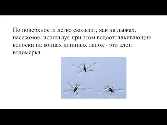 По поверхности легко скользит, как на лыжах, насекомое, используя при этом