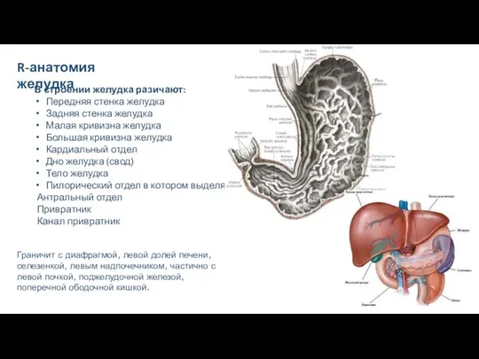 R-анатомия желудка В строении желудка разичают: Передняя стенка желудка Задняя стенка