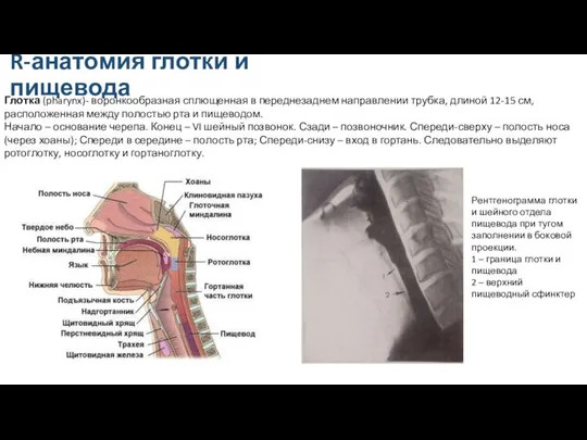 R-анатомия глотки и пищевода Глотка (pharynx)- воронкообразная сплющенная в переднезаднем направлении