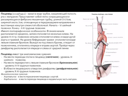 Пищевод (eosophagus) – канал в виде трубки, соединяющий полость рта с