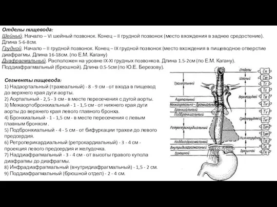 Отделы пищевода: Шейный. Начало – VI шейный позвонок. Конец – II