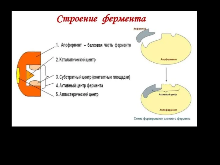 Простые ферменты состоят только из белковой части; Сложные ферменты (холоферменты) имеют