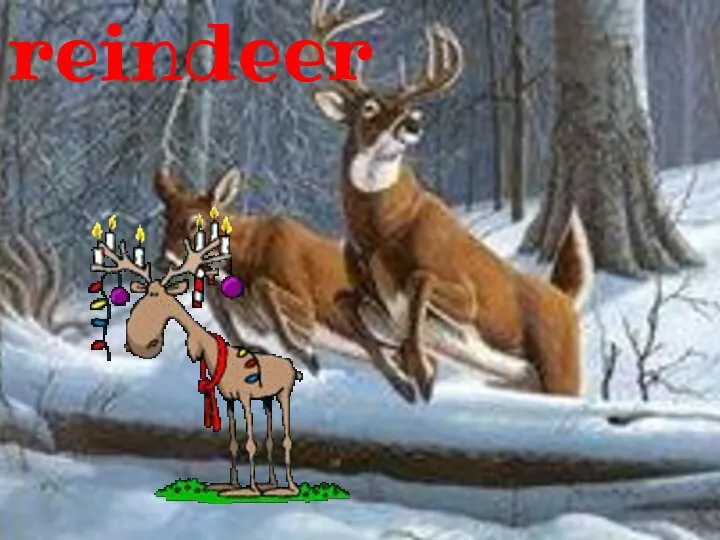 reindeer