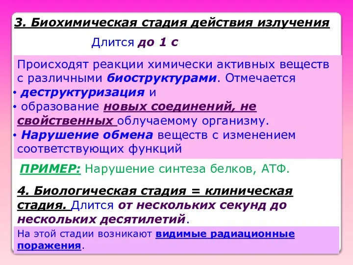 3. Биохимическая стадия действия излучения Длится до 1 с Происходят реакции