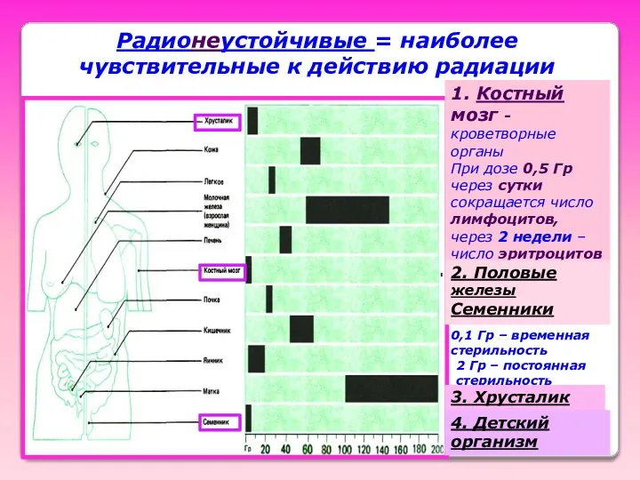 Радионеустойчивые = наиболее чувствительные к действию радиации 1. Костный мозг -кроветворные