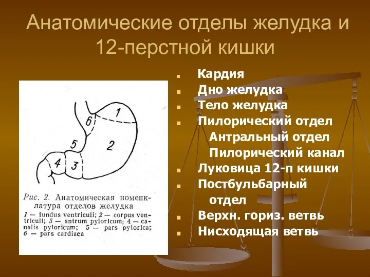 Анатомические отделы желудка и 12-перстной кишки Кардия Дно желудка Тело желудка