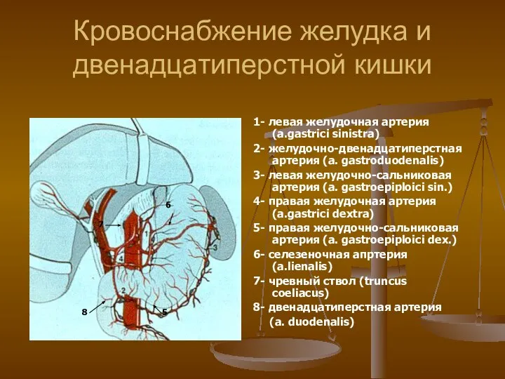 Кровоснабжение желудка и двенадцатиперстной кишки 1- левая желудочная артерия (a.gastrici sinistra)