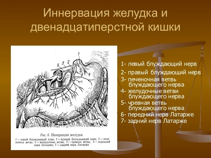 Иннервация желудка и двенадцатиперстной кишки 1- левый блуждающий нерв 2- правый