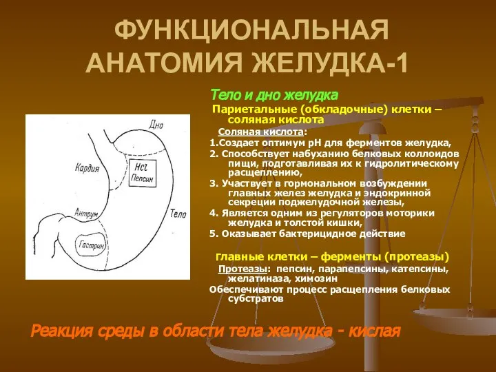 ФУНКЦИОНАЛЬНАЯ АНАТОМИЯ ЖЕЛУДКА-1 Тело и дно желудка Париетальные (обкладочные) клетки –