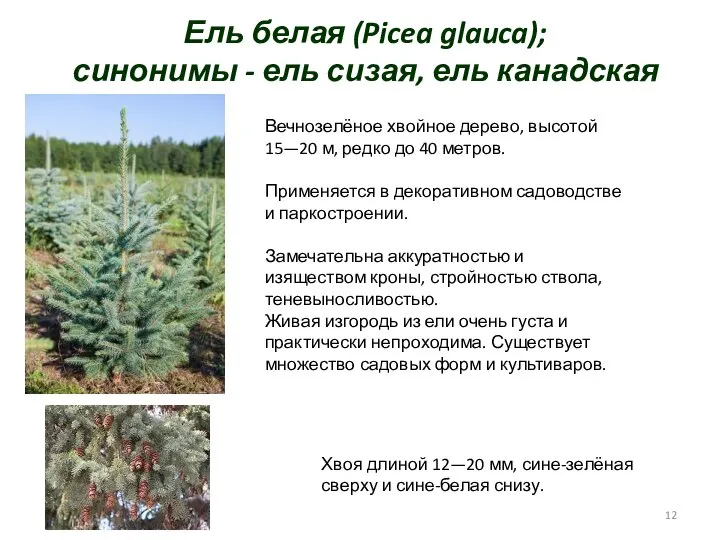 Ель белая (Picea glauca); синонимы - ель сизая, ель канадская Вечнозелёное