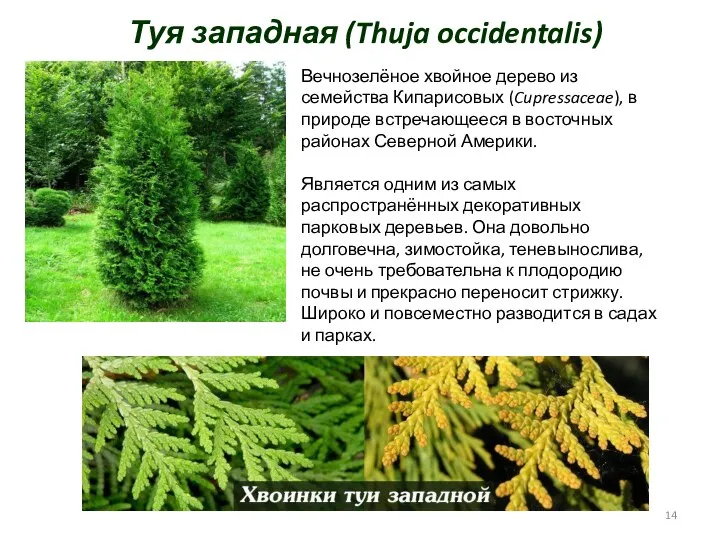 Туя западная (Thuja occidentalis) Вечнозелёное хвойное дерево из семейства Кипарисовых (Cupressaceae),