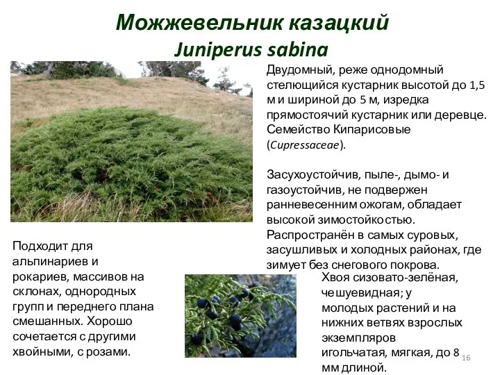 Можжевельник казацкий Juniperus sabina Двудомный, реже однодомный стелющийся кустарник высотой до