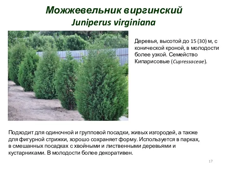 Можжевельник виргинский Juniperus virginiana Деревья, высотой до 15 (30) м, с