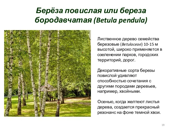 Берёза повислая или береза бородавчатая (Betula pendula) Лиственное дерево семейства березовые