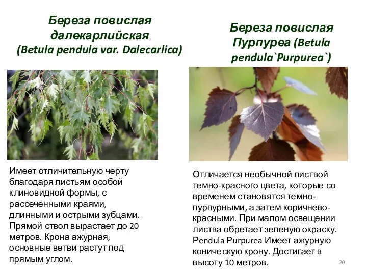 Береза повислая далекарлийская (Betula pendula var. Dalecarlica) Имеет отличительную черту благодаря