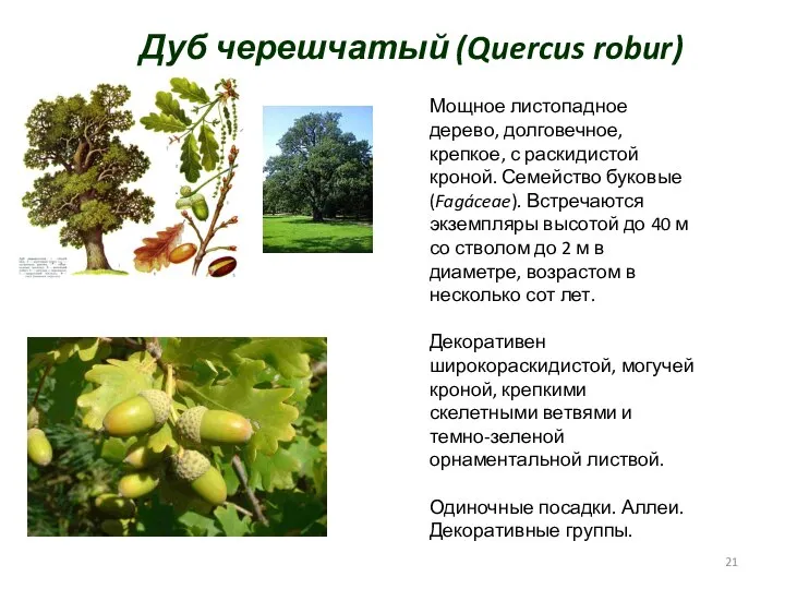 Дуб черешчатый (Quercus robur) Мощное листопадное дерево, долговечное, крепкое, с раскидистой