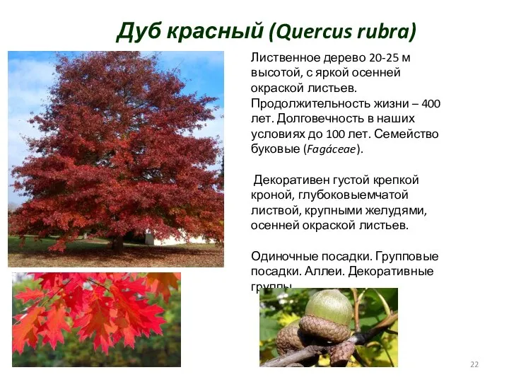 Дуб красный (Quercus rubra) Лиственное дерево 20-25 м высотой, с яркой