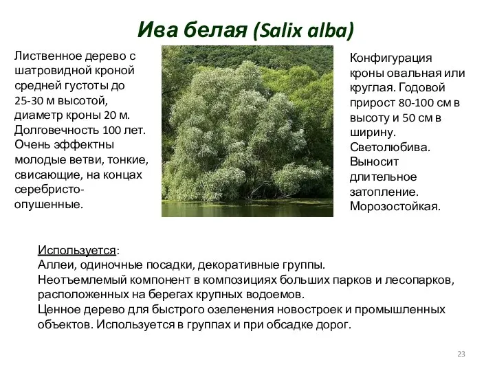Ива белая (Salix alba) Лиственное дерево с шатровидной кроной средней густоты