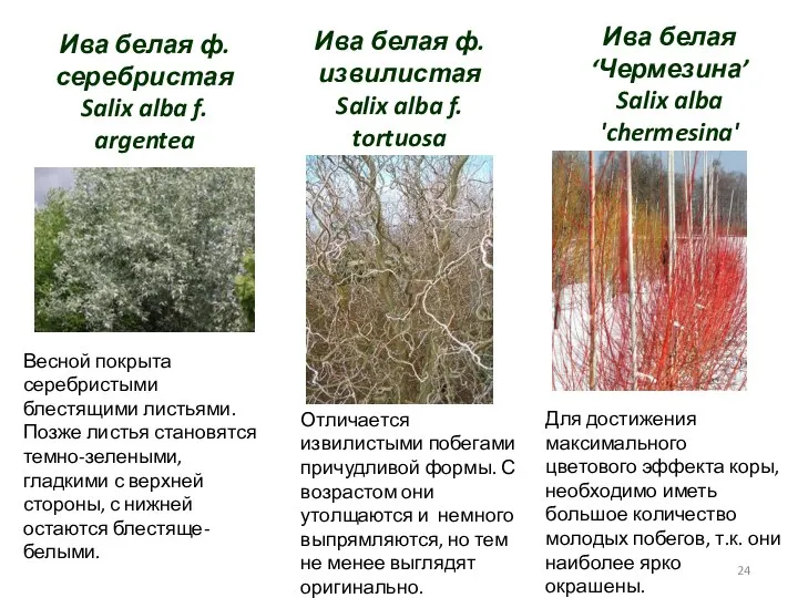 Ива белая ф. серебристая Salix alba f. argentea Весной покрыта серебристыми