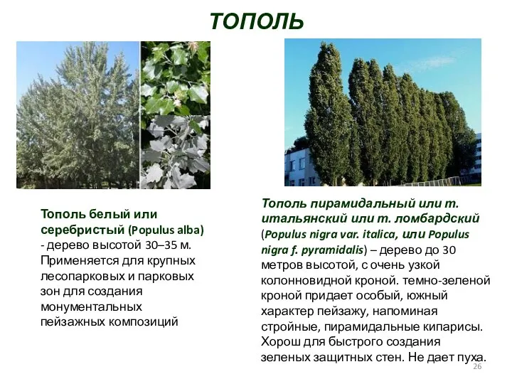 ТОПОЛЬ Тополь белый или серебристый (Populus alba) - дерево высотой 30–35