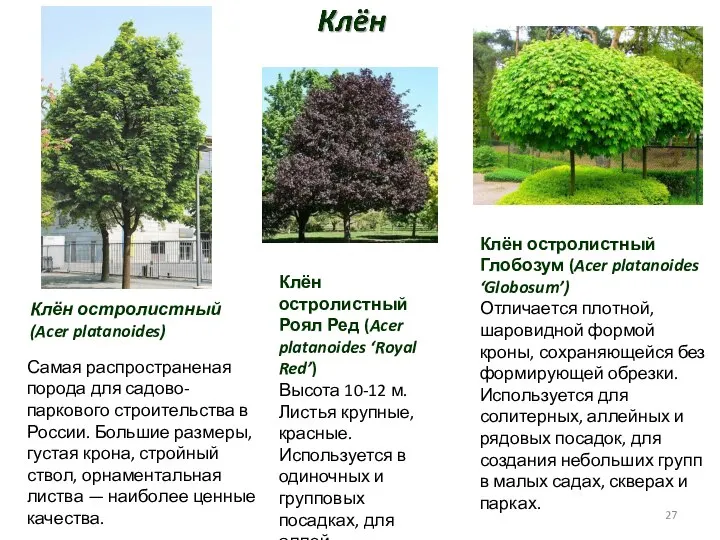 Клён остролистный (Acer platanoides) Клён остролистный Глобозум (Acer platanoides ‘Globosum’) Отличается