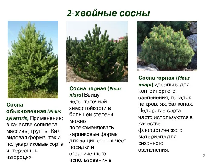 2-хвойные сосны Сосна обыкновенная (Pinus sylvestris) Применение: в качестве солитера, массивы,