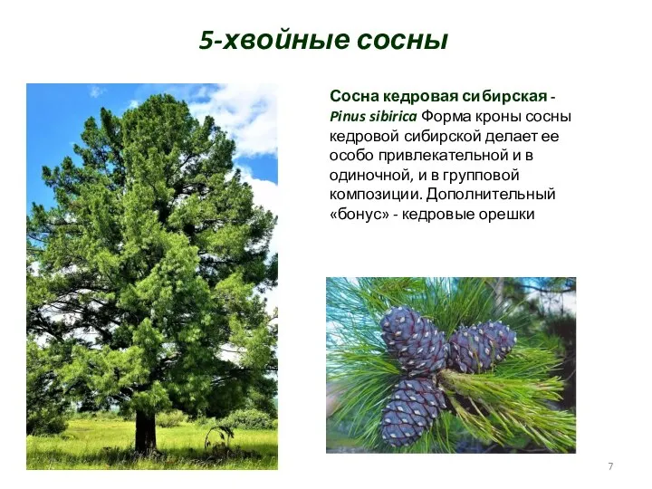 5-хвойные сосны Сосна кедровая сибирская - Pinus sibirica Форма кроны сосны
