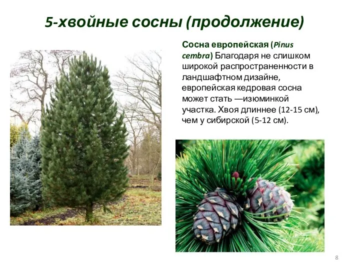 5-хвойные сосны (продолжение) Сосна европейская (Pinus cembra) Благодаря не слишком широкой