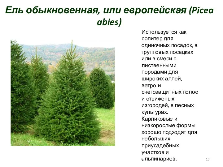 Ель обыкновенная, или европейская (Picea abies) Используется как солитер для одиночных