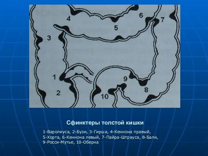 Сфинктеры толстой кишки 1-Варолиуса, 2-Бузи, 3-Гирша, 4-Кеннона правый, 5-Хорта, 6-Кеннона левый, 7-Пайра-Штрауса, 8-Бали, 9-Росси-Мутье, 10-Оберна