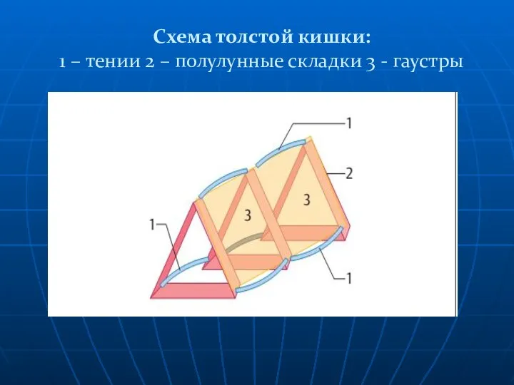 Схема толстой кишки: 1 – тении 2 – полулунные складки 3 - гаустры