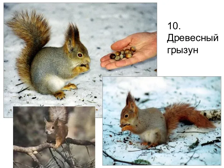 10. Древесный грызун